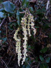 Garrya elliptica