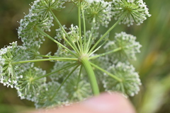 Seseli annuum