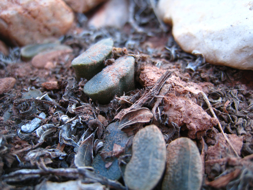 Haworthia truncata Schönland 2