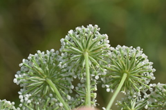 Seseli annuum