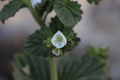 Phacelia viscida albiflora