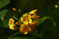 Lysimachia vulgaris
