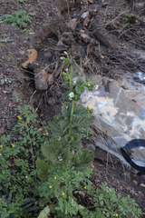 Phacelia viscida albiflora