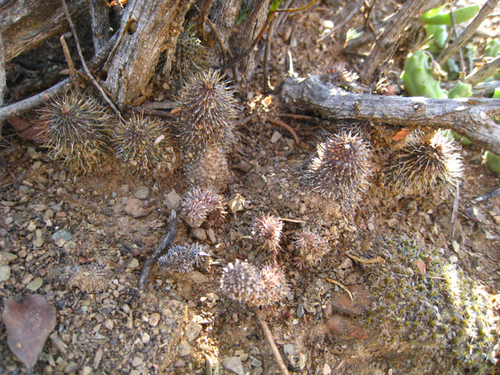 Ceropegia pillansii