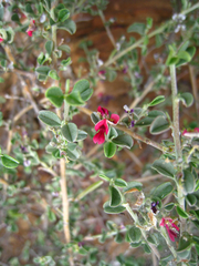 Indigofera obcordata
