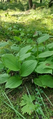 Cypripedium calceolus