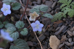 Phacelia longipes