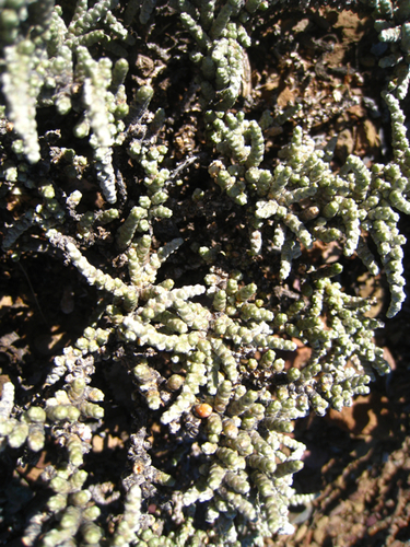 Caroxylon tuberculatum (Caroxylon tuberculatum)