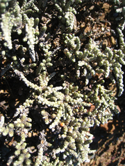 Caroxylon tuberculatum