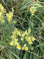 Linaria vulgaris