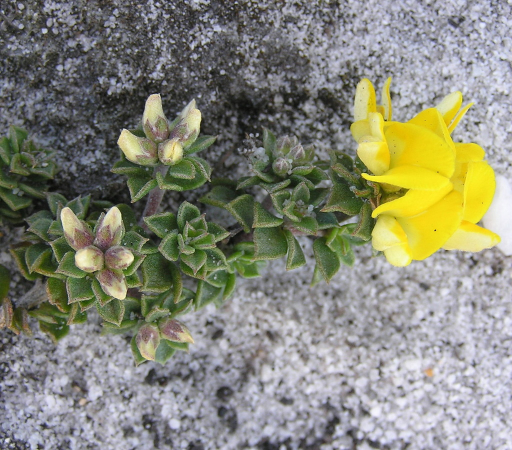 Aspalathus psoraleoides