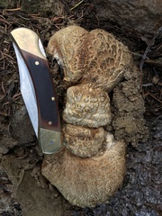 Hydnellum versipelle