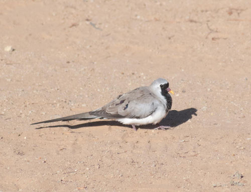 Namaqua Dove