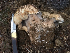 Hydnellum versipelle