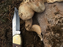 Hydnellum versipelle