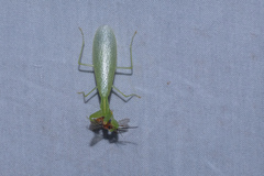 Tropidomantis gressitti