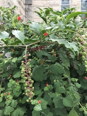 Phytolacca americana