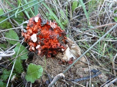 Lysurus corallocephalus