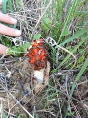 Lysurus corallocephalus