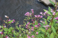 Impatiens glandulifera