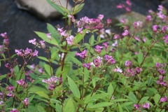 Impatiens glandulifera