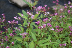 Impatiens glandulifera