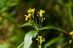 Lysimachia vulgaris