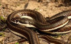 Psammophis notostictus
