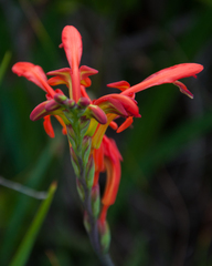 Chasmanthe aethiopica