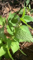 Lamium album