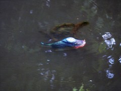 Amphilophus labiatus × cichlasoma trimaculatum