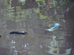 Amphilophus labiatus × cichlasoma trimaculatum