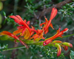 Chasmanthe aethiopica