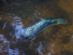 Amphilophus labiatus × cichlasoma trimaculatum