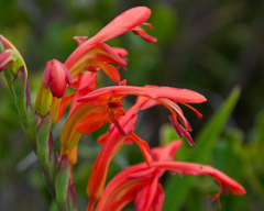 Chasmanthe aethiopica