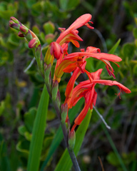 Chasmanthe aethiopica