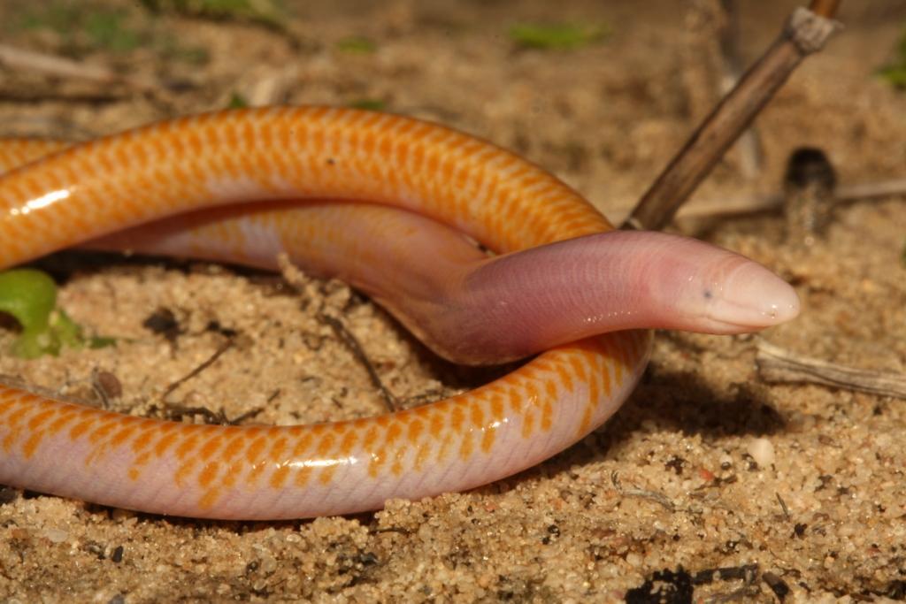 Cuvier's Legless Skink