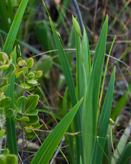 Chasmanthe aethiopica