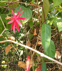 Passiflora cristalina