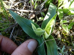 Colchicum capense
