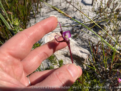 Disperis capensis