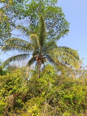 Syagrus oleracea