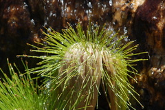 Isolepis digitata