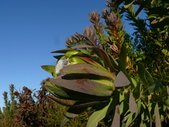 Protea coronata