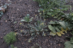 Camissoniopsis intermedia