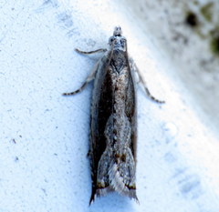 Ancylis diminuatana