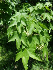 Acer hyrcanum