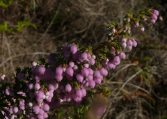 Erica hirtiflora hirtiflora