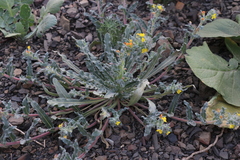 Camissoniopsis intermedia