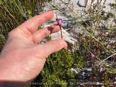 Disperis capensis